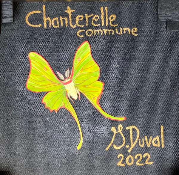 Chanterelle commune, 10"Hx10"WX2"D