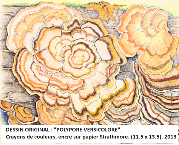 KIMONO Polypore versicolore