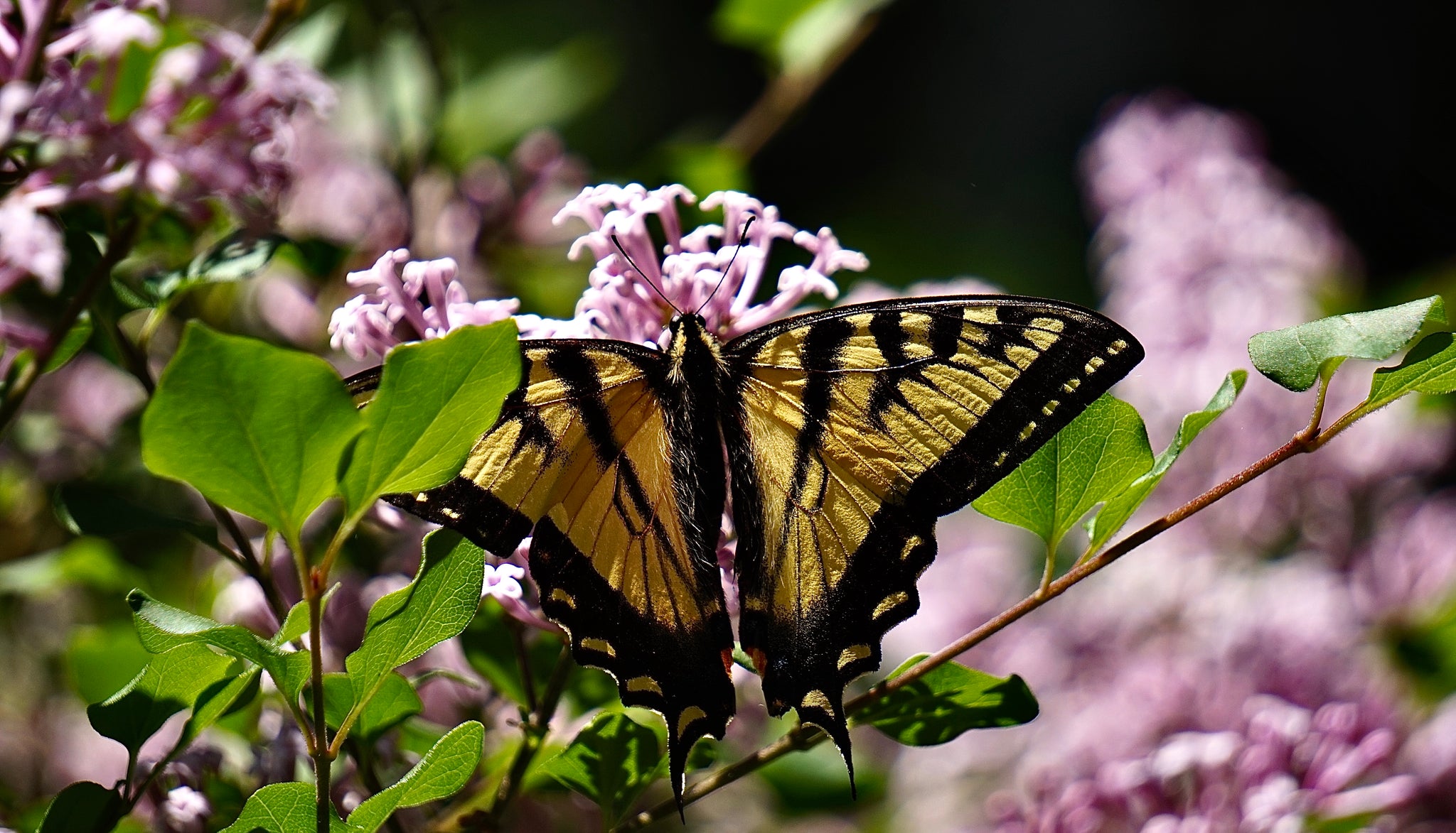 Papillon d'été, 16"Hx20"W