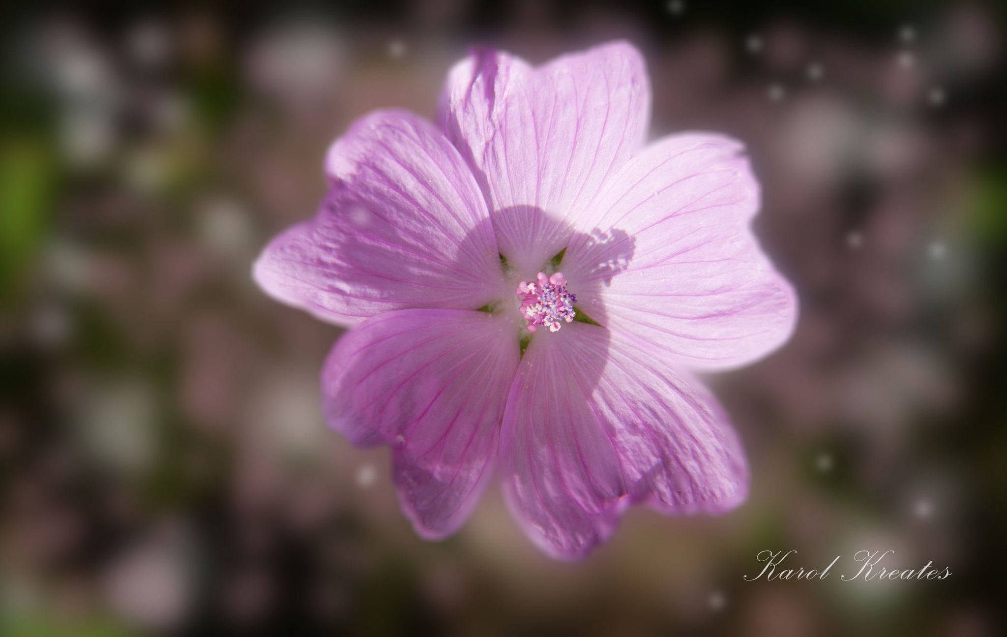 Dreamy Pink Wild Flower, 20"Hx16"W