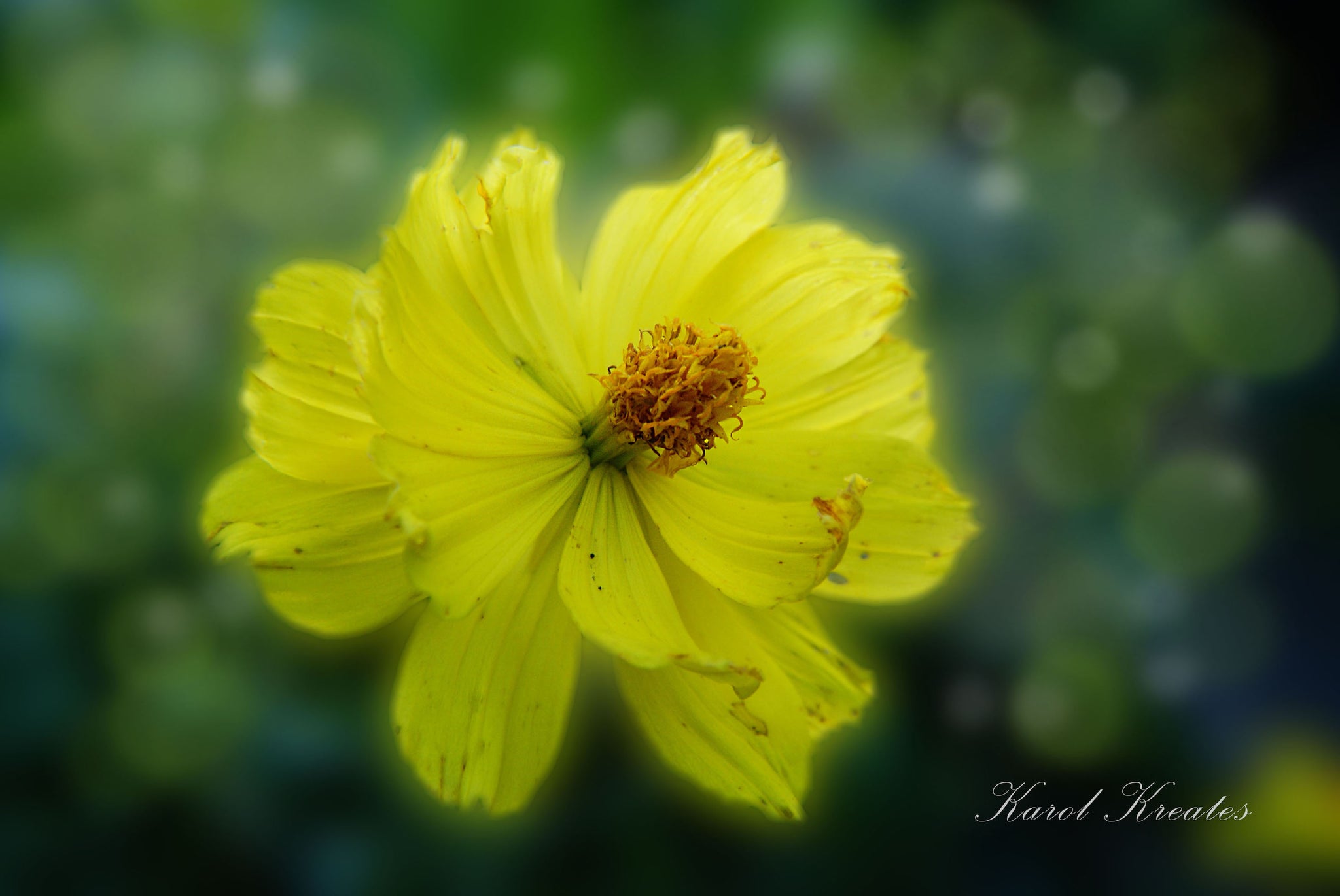 Yellow wild flower, 20"Hx14"W